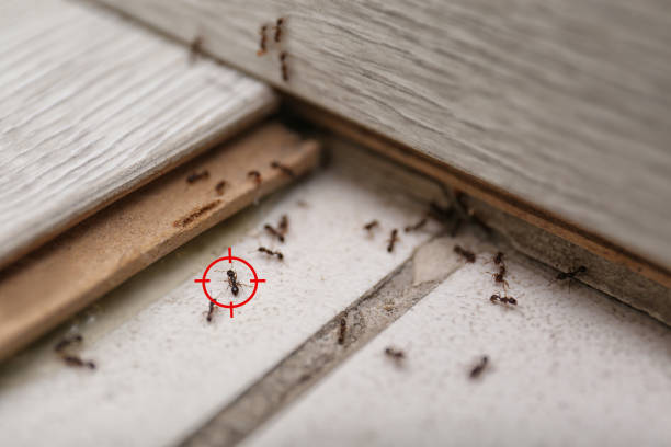 Best Affordable Pest Control Services  in Black Earth, WI