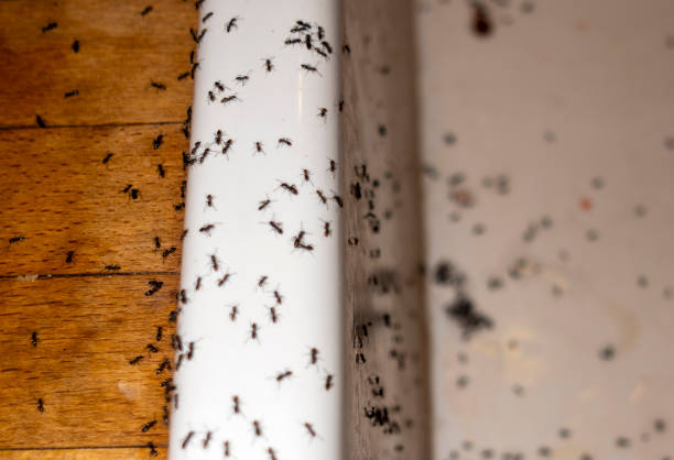 Best Pest Control for Businesses  in Black Earth, WI