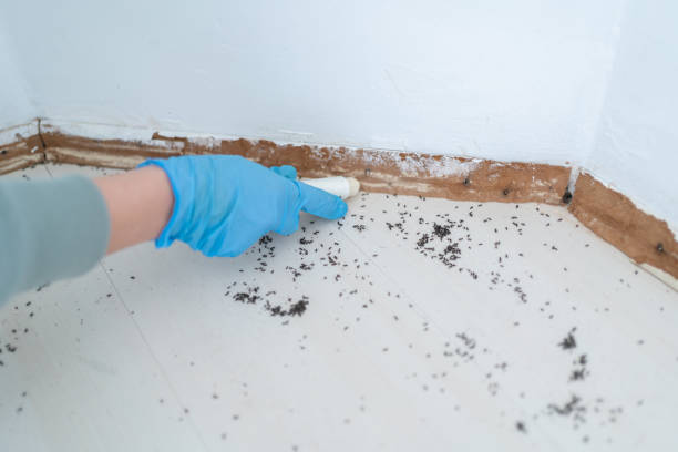 Best Rat Extermination Near Me  in Black Earth, WI
